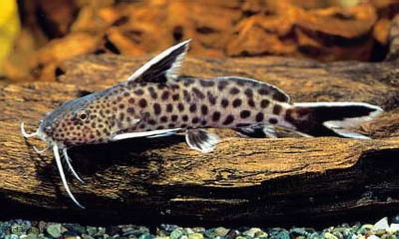 Dværg Fjerskægmalle (Synodontis petricola)